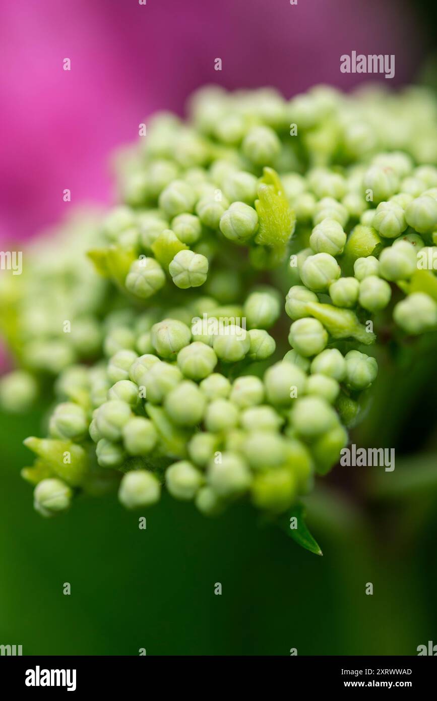 Boccioli di fiori in una testa di fiori di Hydrangea a fine estate. Foto Stock
