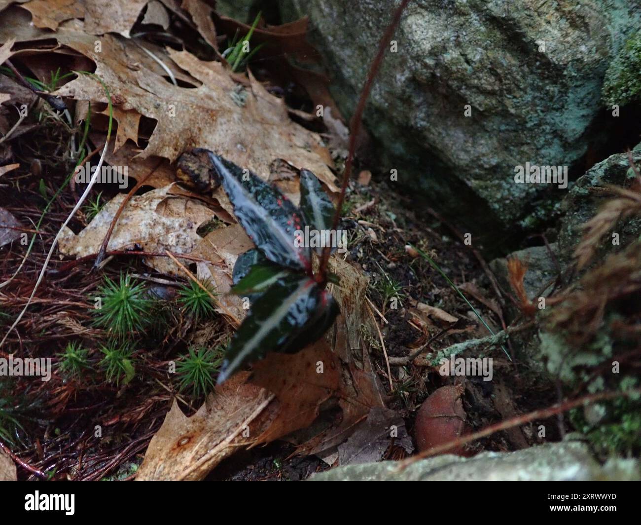 Plantae wintergreen a righe (Chimaphila maculata) Foto Stock