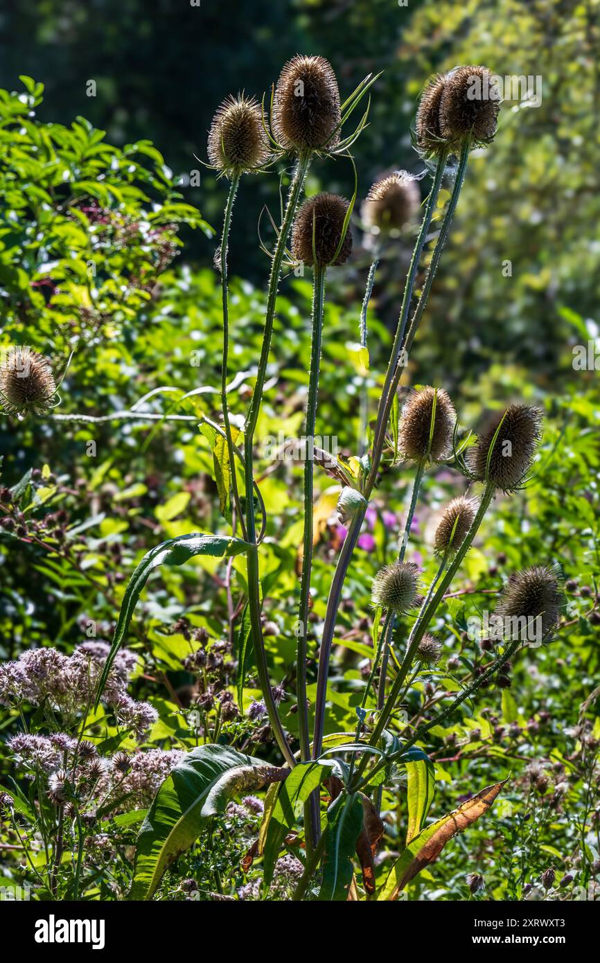 Teste di fiori selvatiche da tè. Foto Stock