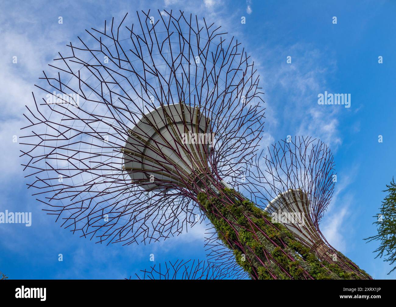 Supertrees at Gardens by the Bay, Central Region, Singapore, Singapore Foto Stock