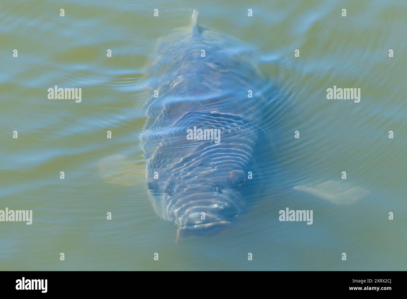 La carpa eurasiatica o la carpa europea (Cyprinus carpio) in uno stagno. la carpa comune. Foto Stock