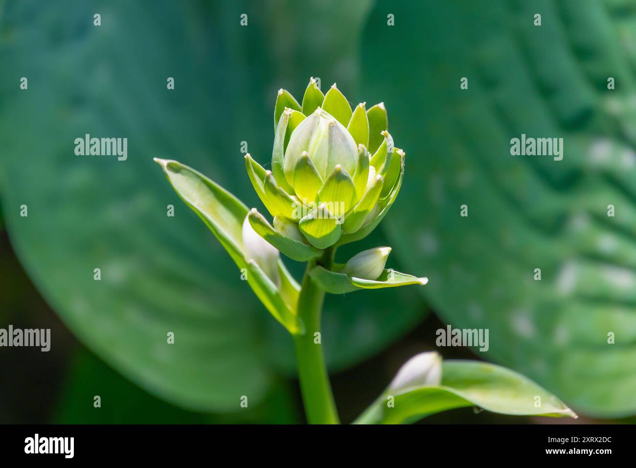 Bud di Hosta sieboldiana, primo piano. Il giglio planare di Siebold. Piante e fiori. Foto Stock