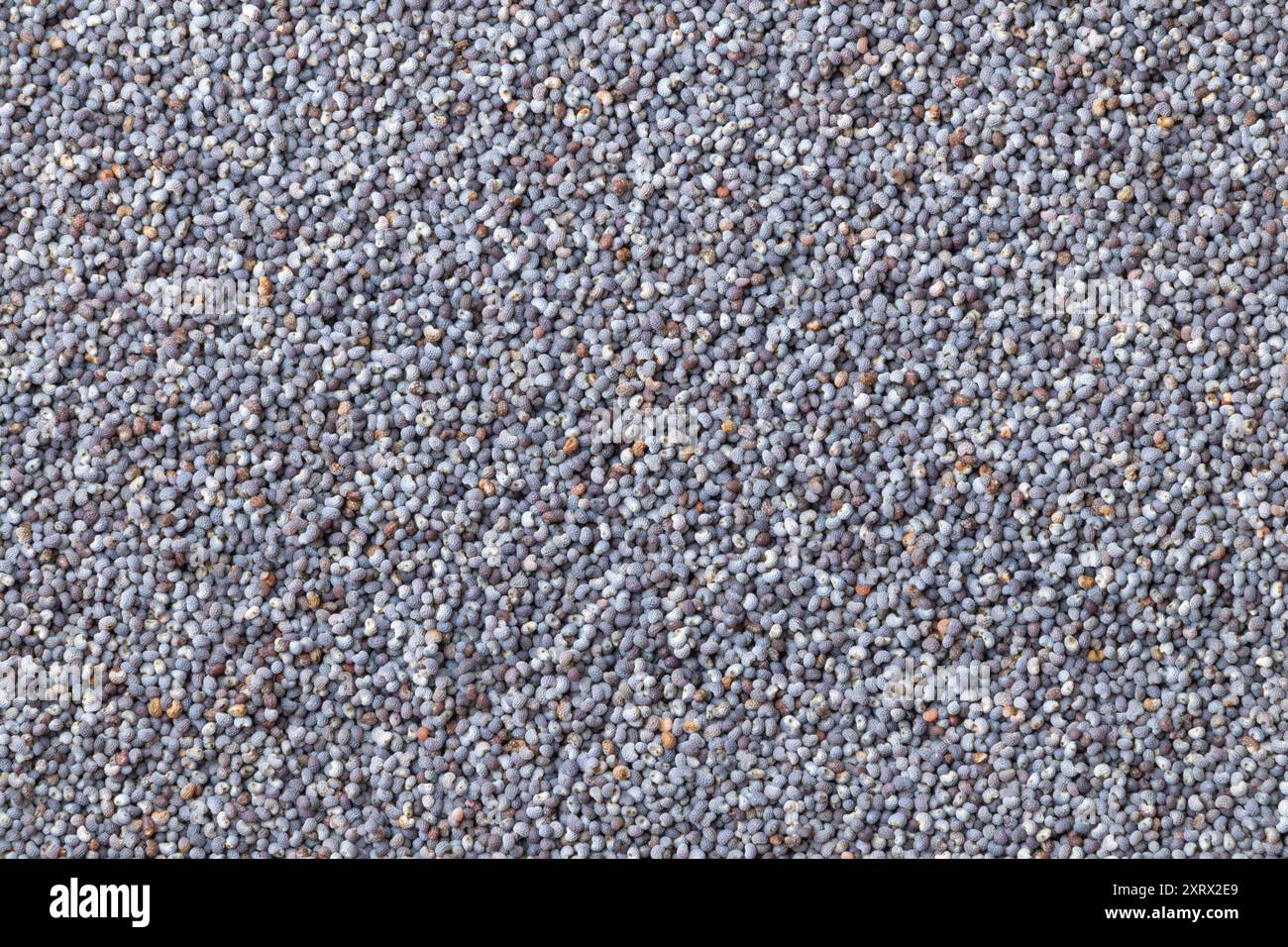 Semi di papavero blu, primo piano. Sfondi e texture. Cibo. Fonte di calcio. Foto Stock