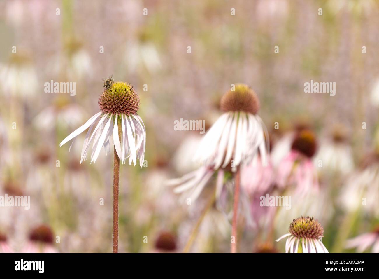 Splendidi fiori di Echinacea pallida, il coneflower viola pallido. Fiori decorativi. Sfondo floreale estivo. Foto Stock