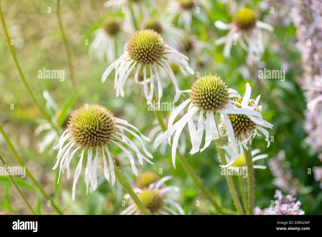 Splendidi fiori di Echinacea pallida, il coneflower viola pallido. Fiori decorativi. Sfondo floreale estivo. Foto Stock