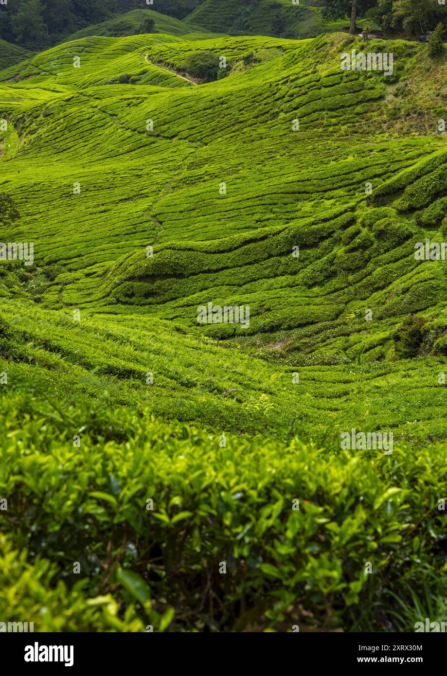 Piantagioni di tè, Pahang, Cameron Highlands, Malesia Foto Stock