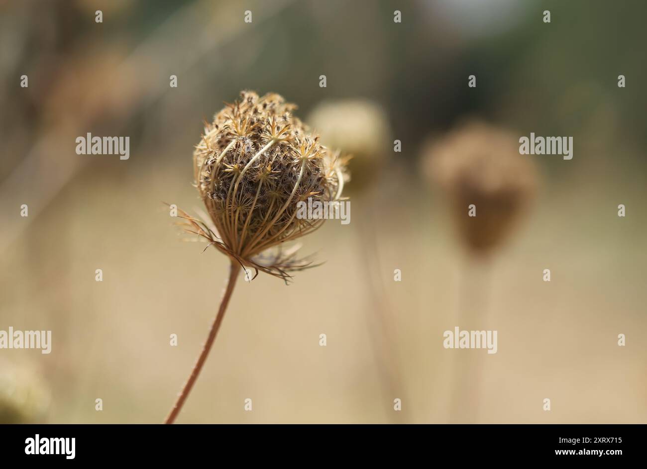 Primo piano di un fiore, carota (Daucus carota) Foto Stock