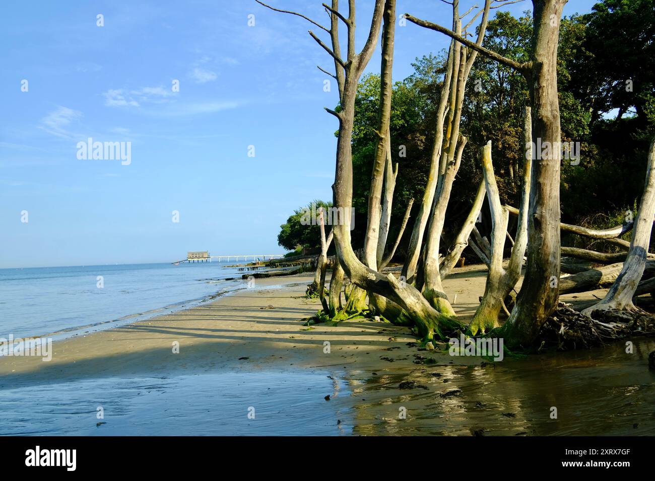 La spiaggia di Osbourne Bay sull'isola di Wight, Regno Unito Foto Stock