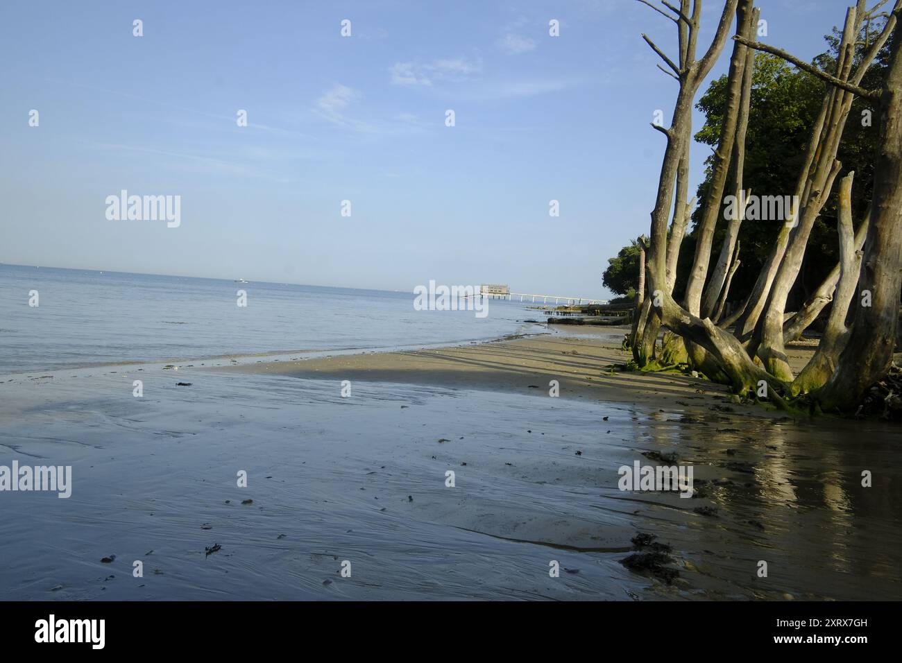 La spiaggia di Osbourne Bay sull'isola di Wight, Regno Unito Foto Stock