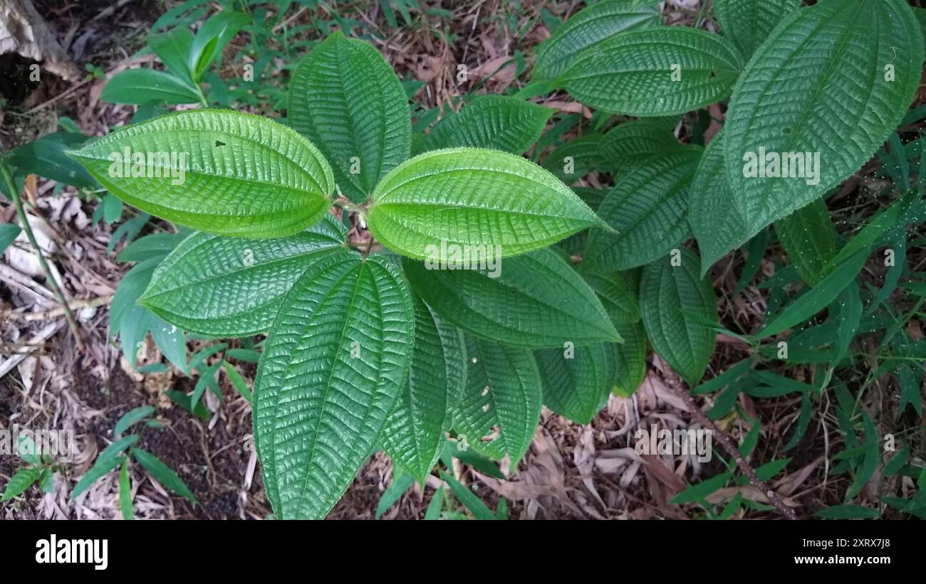 La maledizione di Koster (Miconia crenata) Plantae Foto Stock