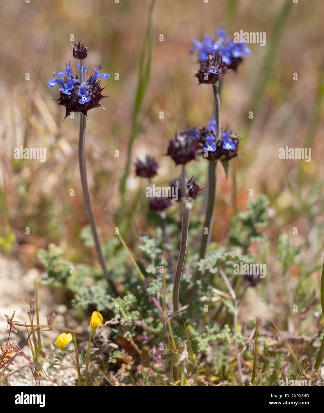 Chia (Salvia columbariae) Plantae Foto Stock