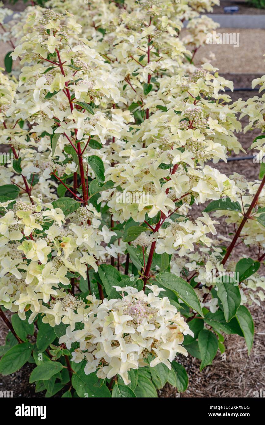 Hydrangea paniculata "Wim's Red" Foto Stock