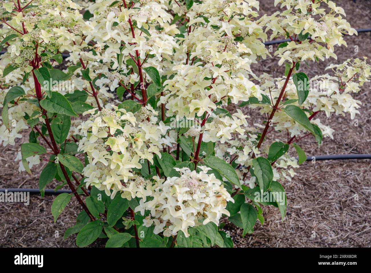 Hydrangea paniculata "Wim's Red" Foto Stock