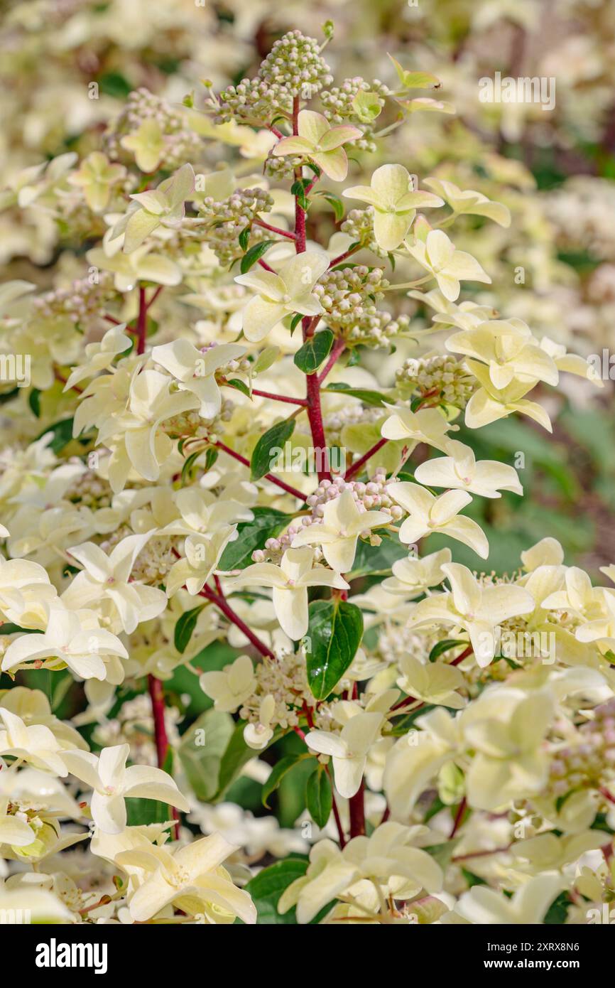 Hydrangea paniculata "Wim's Red" Foto Stock