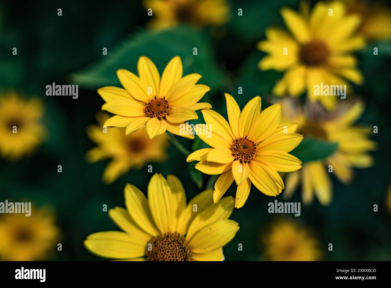 Piantagione di falsi girasoli gialli Foto Stock