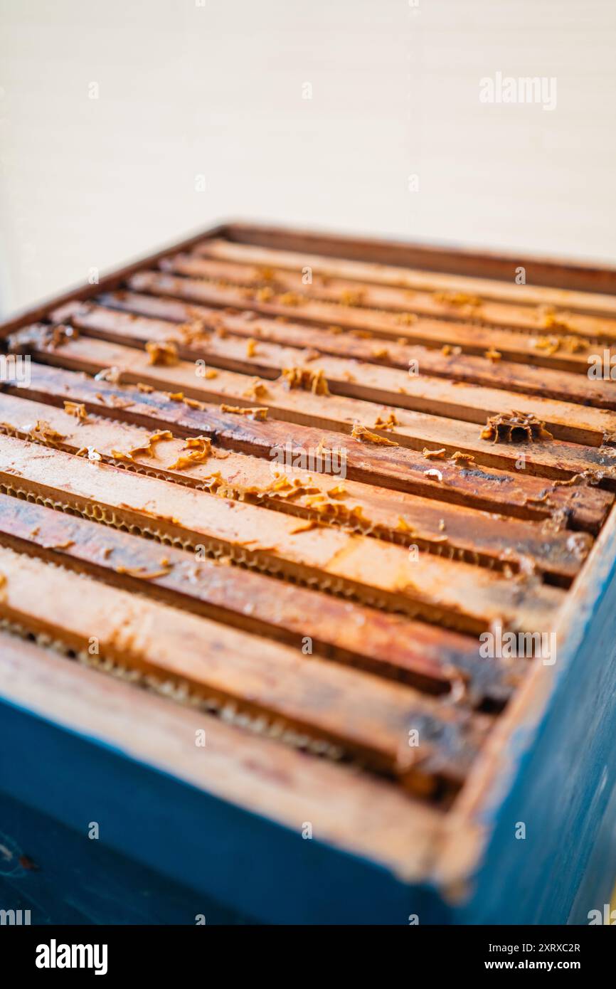Alveare con cornici di legno riempite di favi e celle di miele Foto Stock