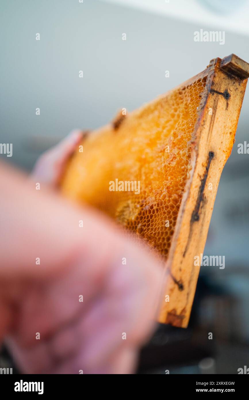 Le celle a nido d'ape si chiudono all'interno di un Beehive Frame Foto Stock