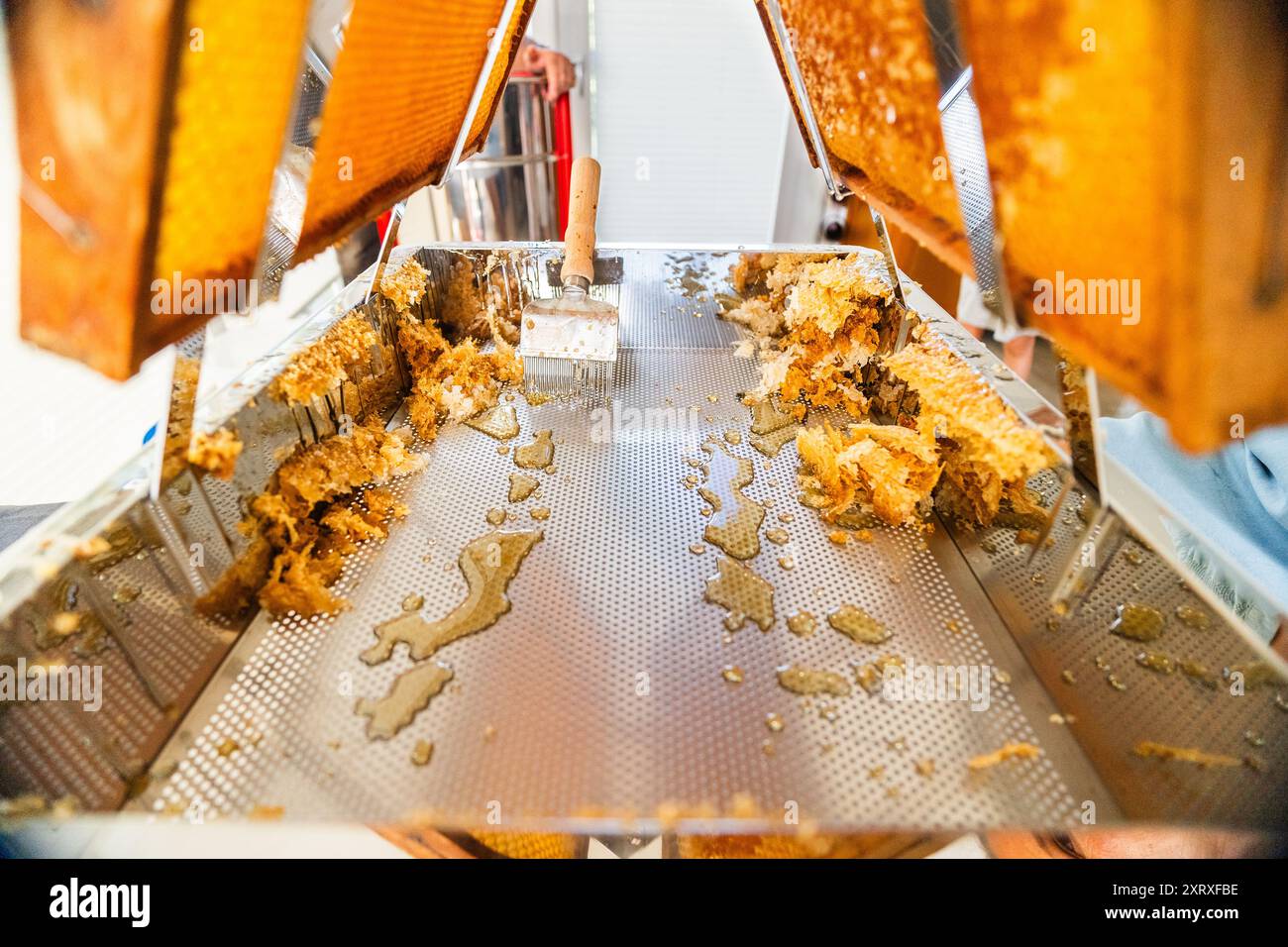 Vassoio di raccolta Beehive pieno di Beewax vinto graffiando Apri i Honeycombs con uno Scratcher aperto Foto Stock