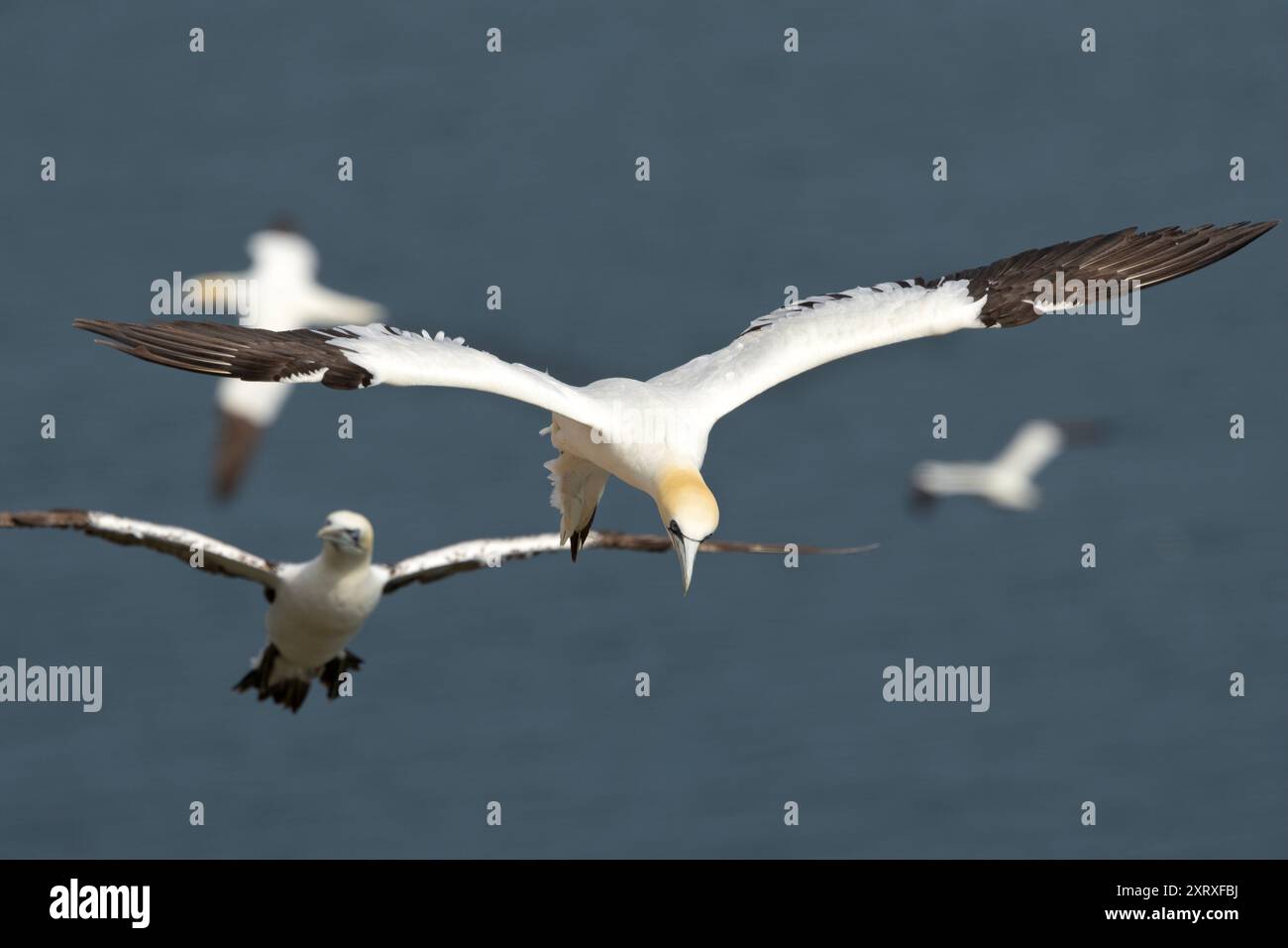 Il Gannet è il più grande degli uccelli marini del Regno Unito. Questi spettacolari uccelli da immersione nidificano in enormi colonie Foto Stock