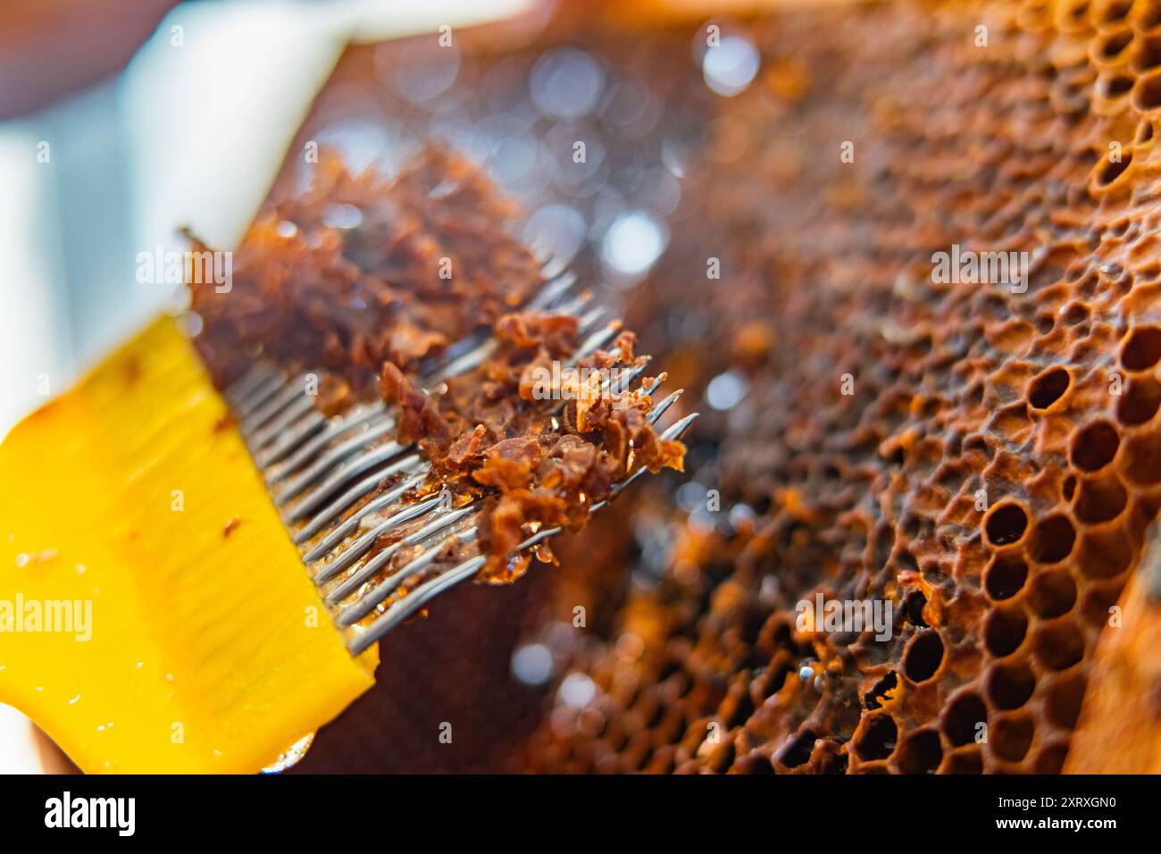 Chiudere lo scraper con la cera d'ape in primo piano mentre sbucciare le celle a nido d'ape di un alveare Foto Stock