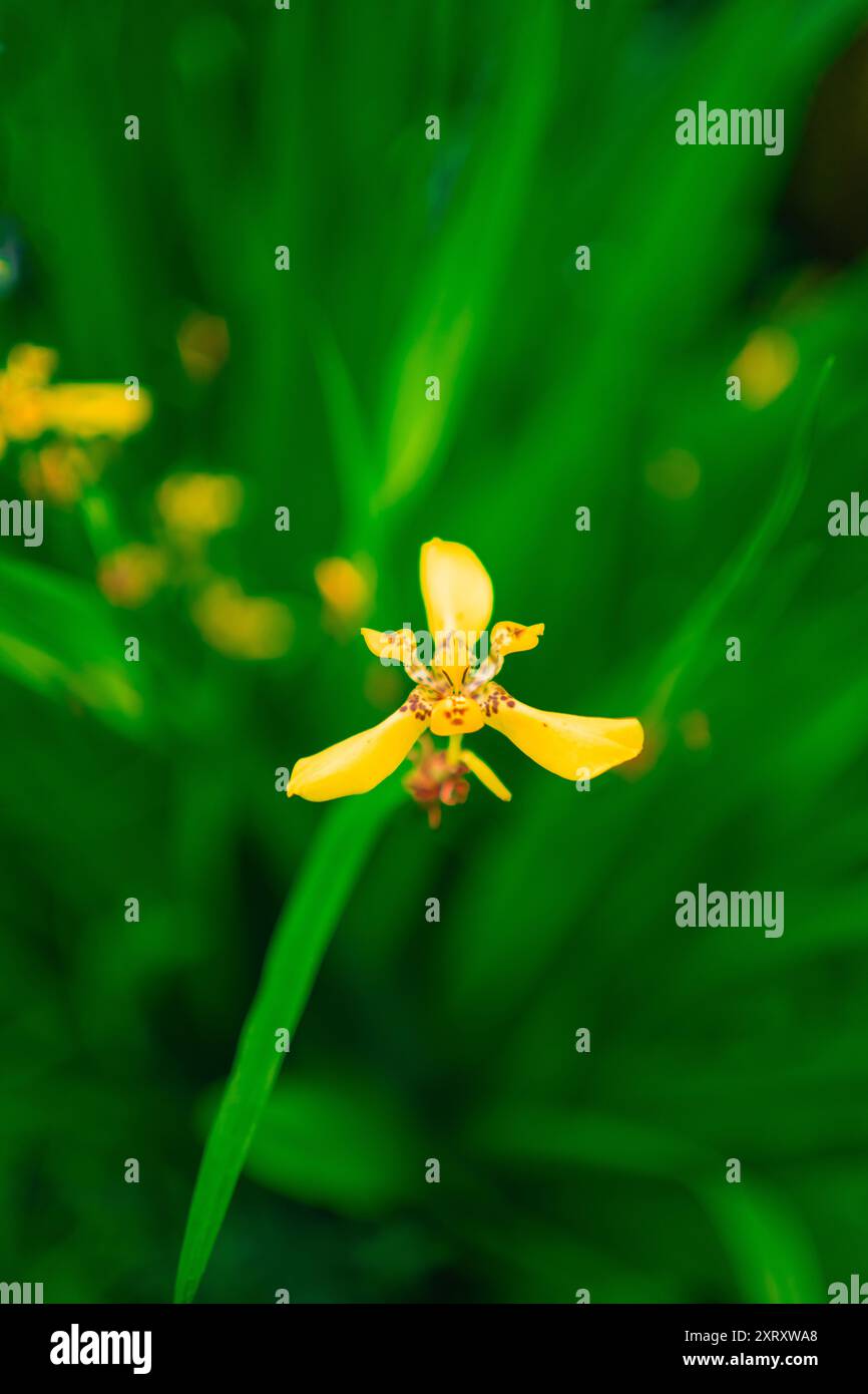 Pianta d'apostolo giallo Fiore conosciuto come Walking Iris Trimezia Plant in a Green Ecological Biotope Environment Foto Stock