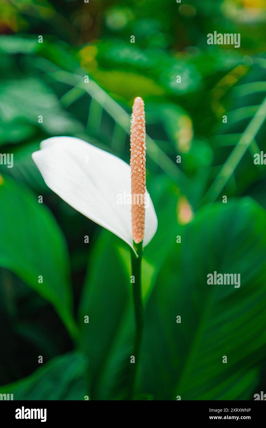 Fiore di Giglio bianco della Pace conosciuto come Spathiphyllum Blossoms in a Green Ecological Biosphere close-up in Portrait Image Foto Stock