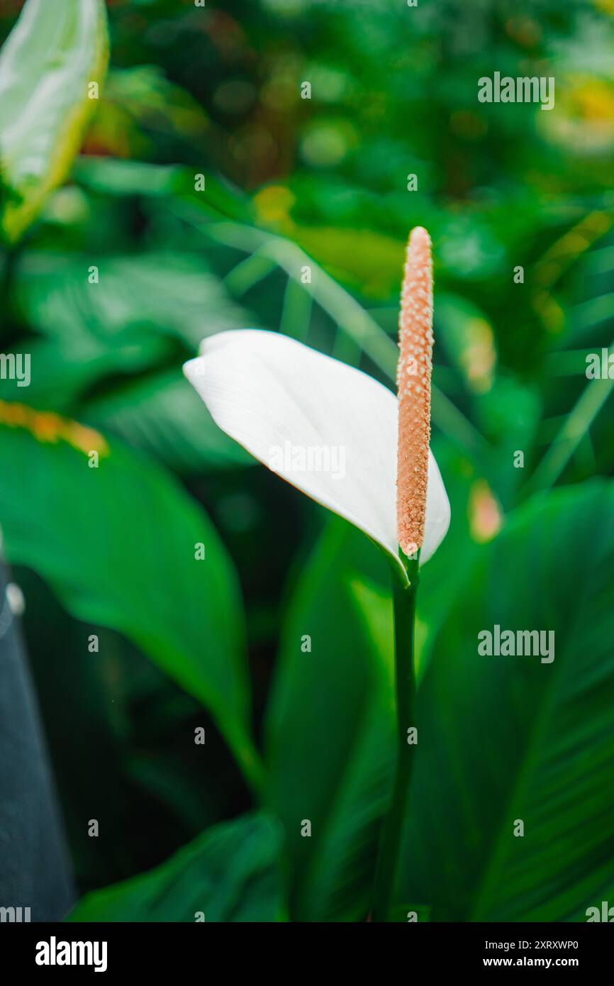 White Peace Lily Flower conosciuto come Spathiphyllum Blossoms Foto Stock