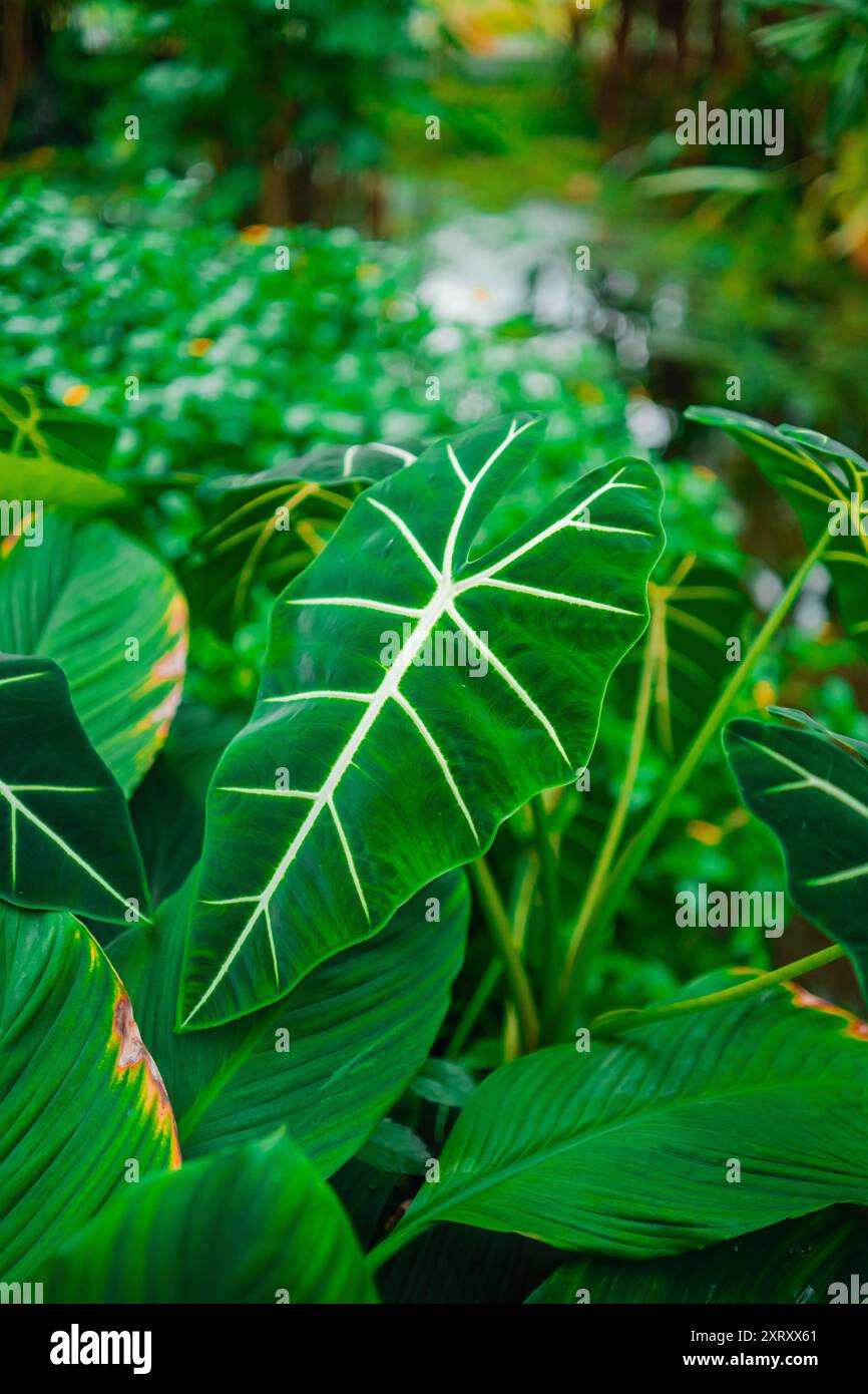 Green Alocasia Micholitziana lascia il primo piano Foto Stock