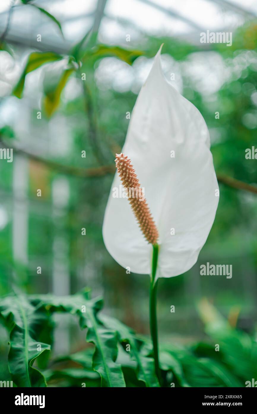 White Peace Lily Flower conosciuto come Spathiphyllum Blossoms Foto Stock