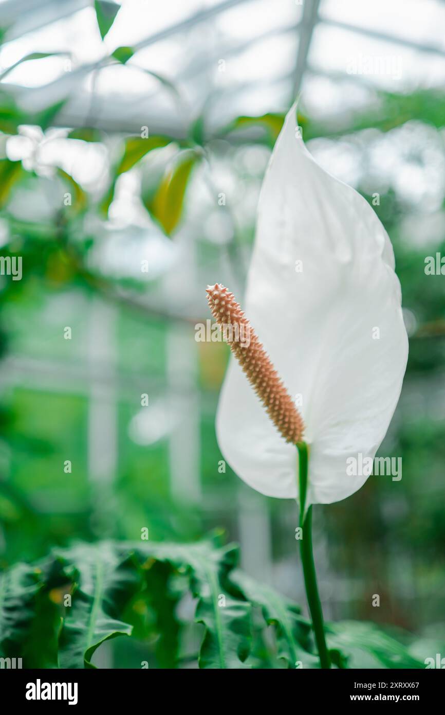 Bellissimo Fiore di Giglio bianco della Pace conosciuto come Spathiphyllum Blossoms Foto Stock