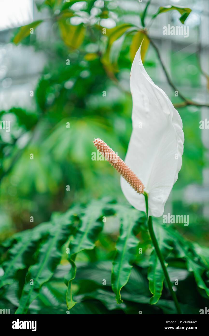 Bellissimo Peace Lily Flower Spathiphyllum Foto Stock