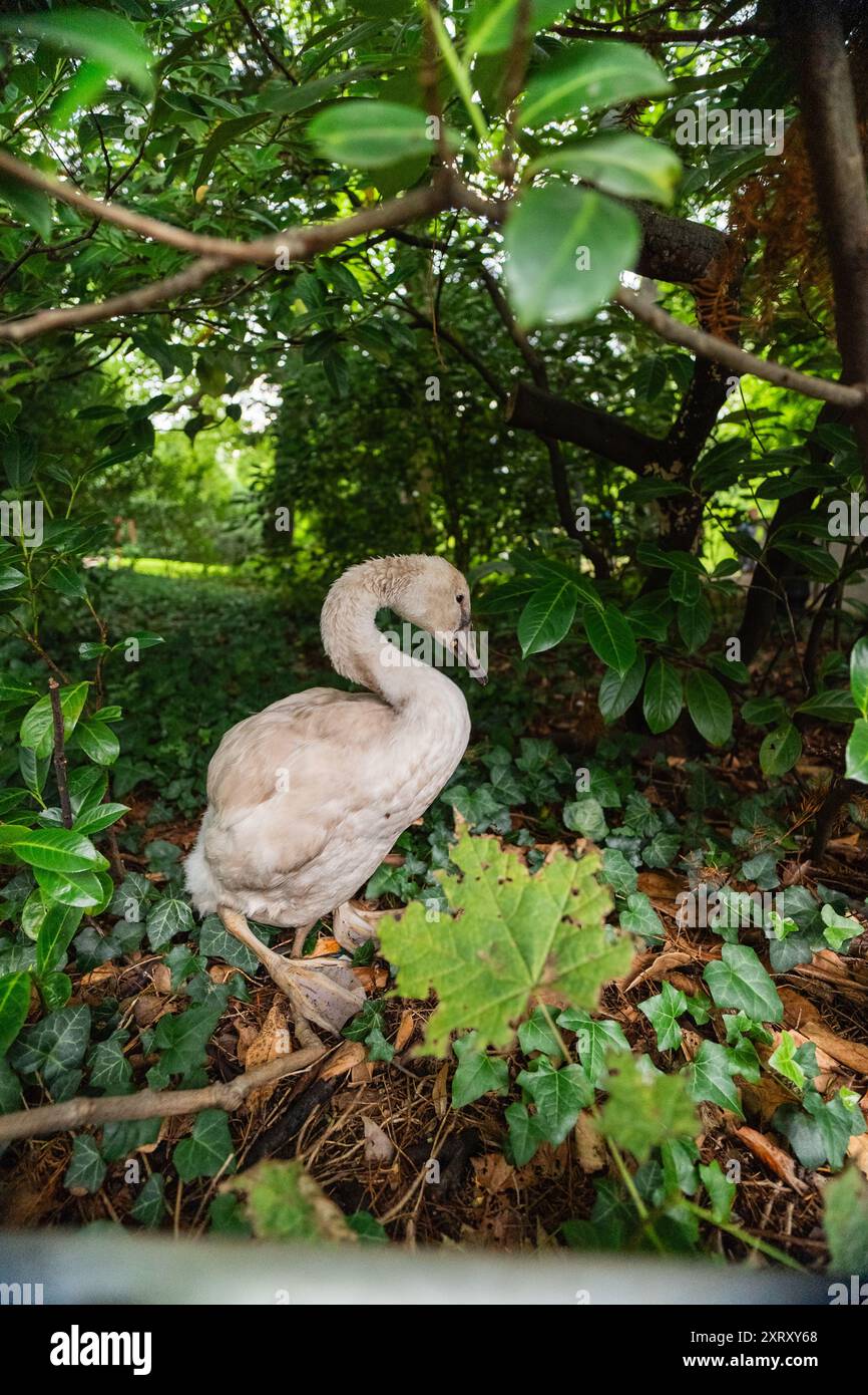 Giovane Gray Swan in piedi vicino a un Bush in natura Foto Stock