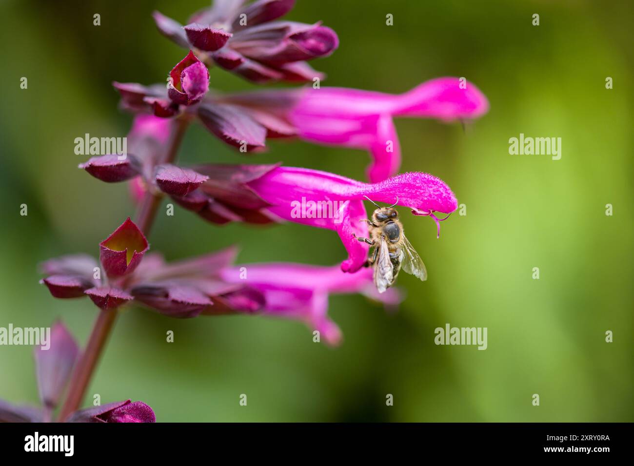 un'ape alla ricerca del nettare in un fiore rosa del saggio ornamentale Foto Stock