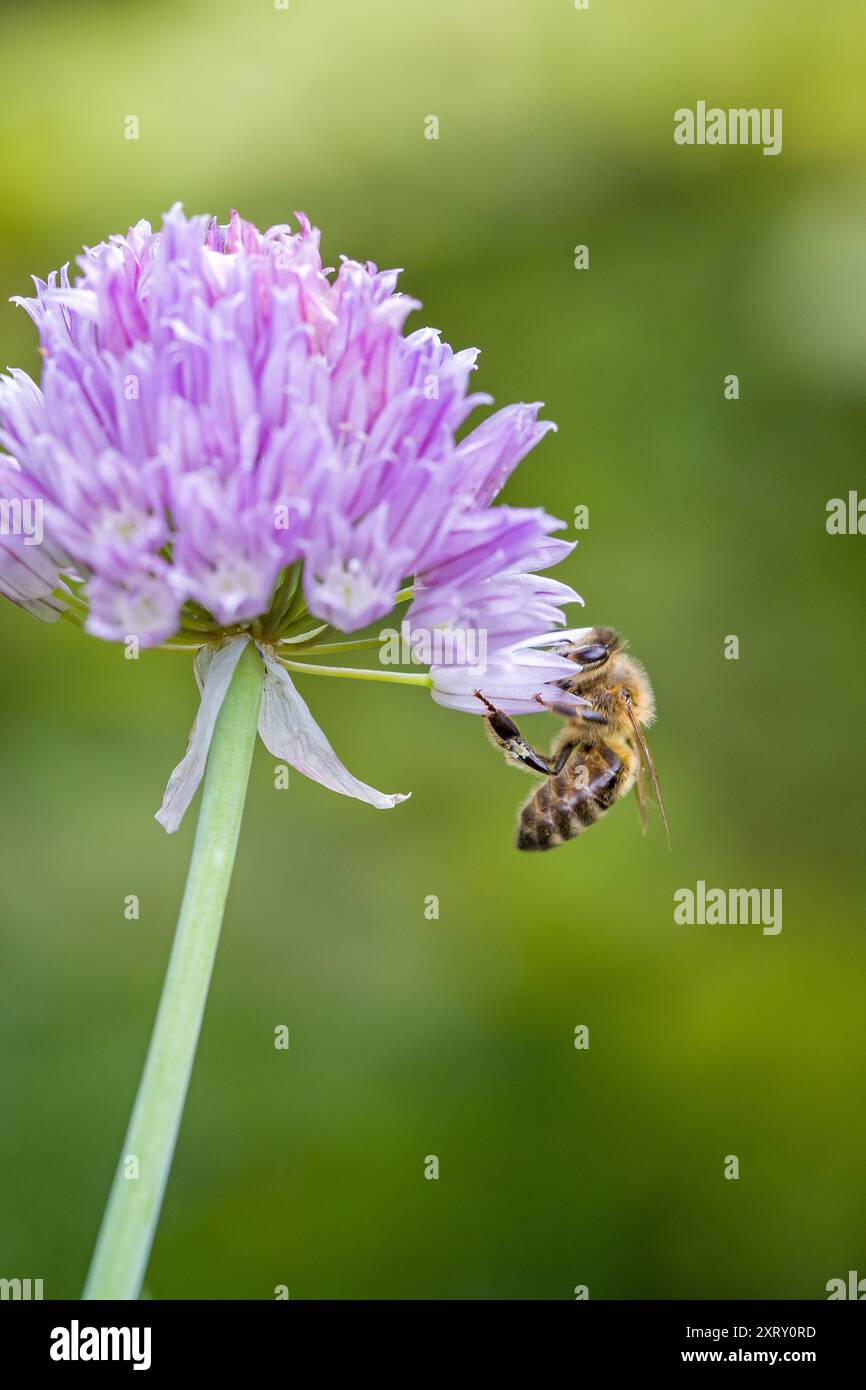 un'ape occidentale su una fioritura di erba cipollina viola con sfondo sfocato Foto Stock