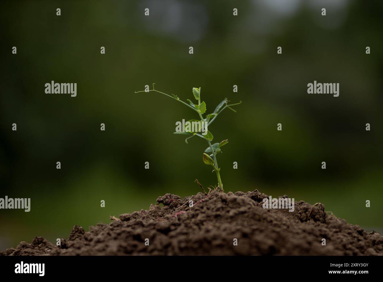 Una giovane pianta di piselli nel terreno Foto Stock