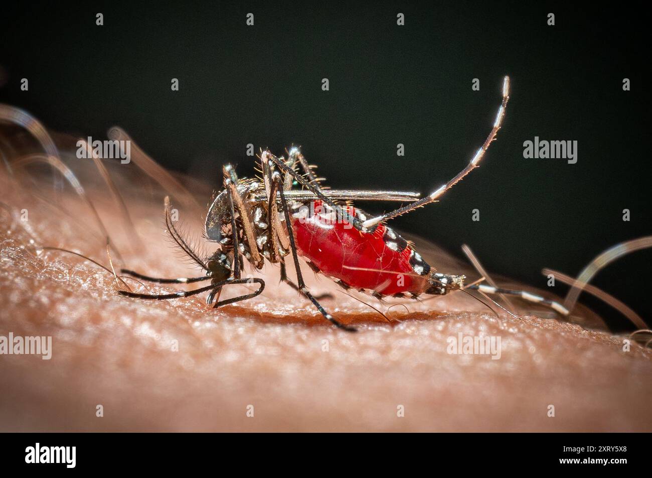 Parigi, Francia. 7 agosto 2024. Una zanzara tigre (Aedes albopictus) viene vista bere sangue su un braccio umano. Dal gennaio 2024, la zanzara tigre (Moustique Tigre) è costituita in 78 dipartimenti in Francia, questa specie altamente invasiva può portare malattie come dengue, chikungunya e Zika. Il 7 agosto 2024 a Parigi, in Francia. Foto di Christophe Geyres/ABACAPRESS. COM credito: Abaca Press/Alamy Live News Foto Stock