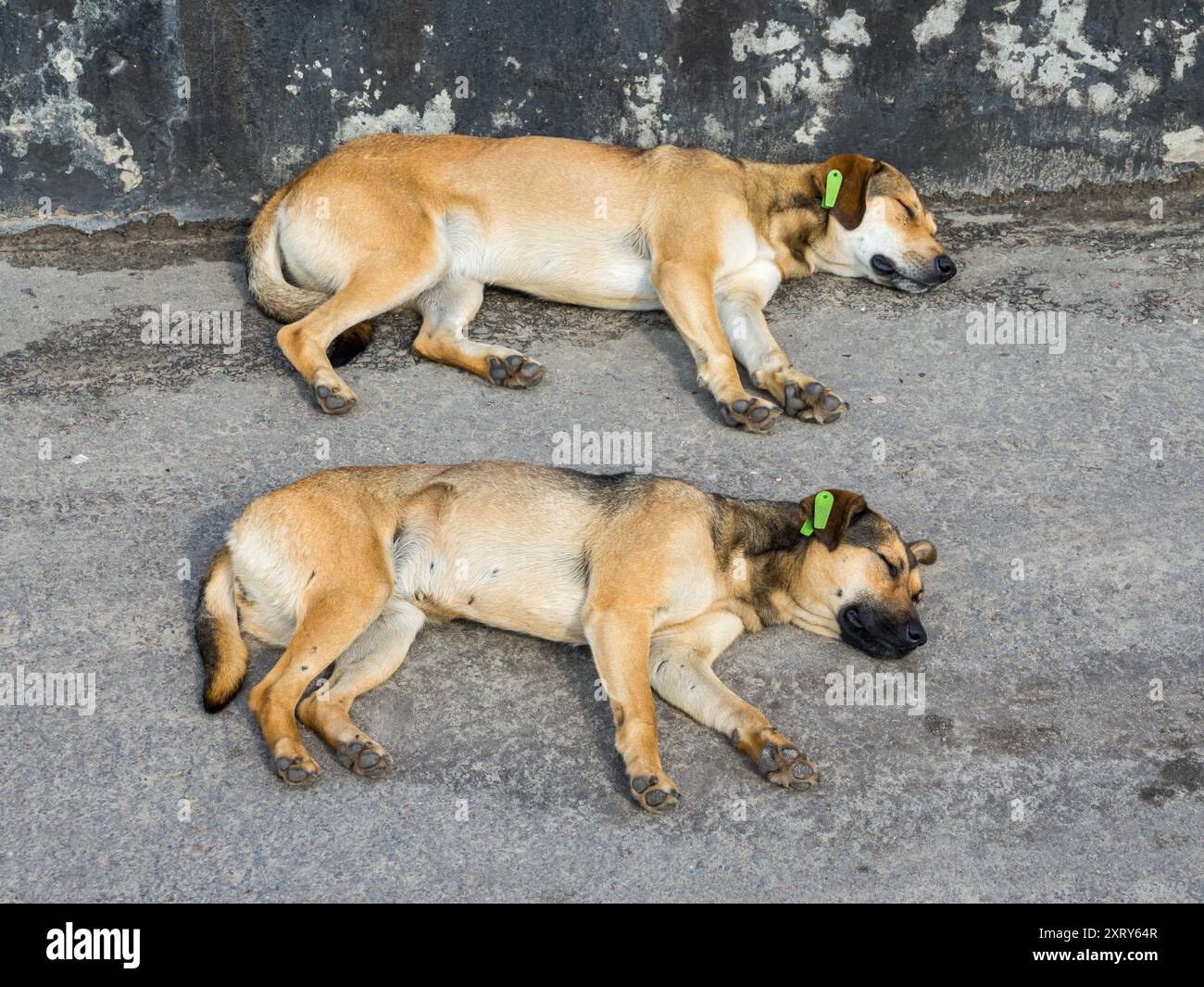 Due cani sterili senzatetto giacciono sull'asfalto Foto Stock