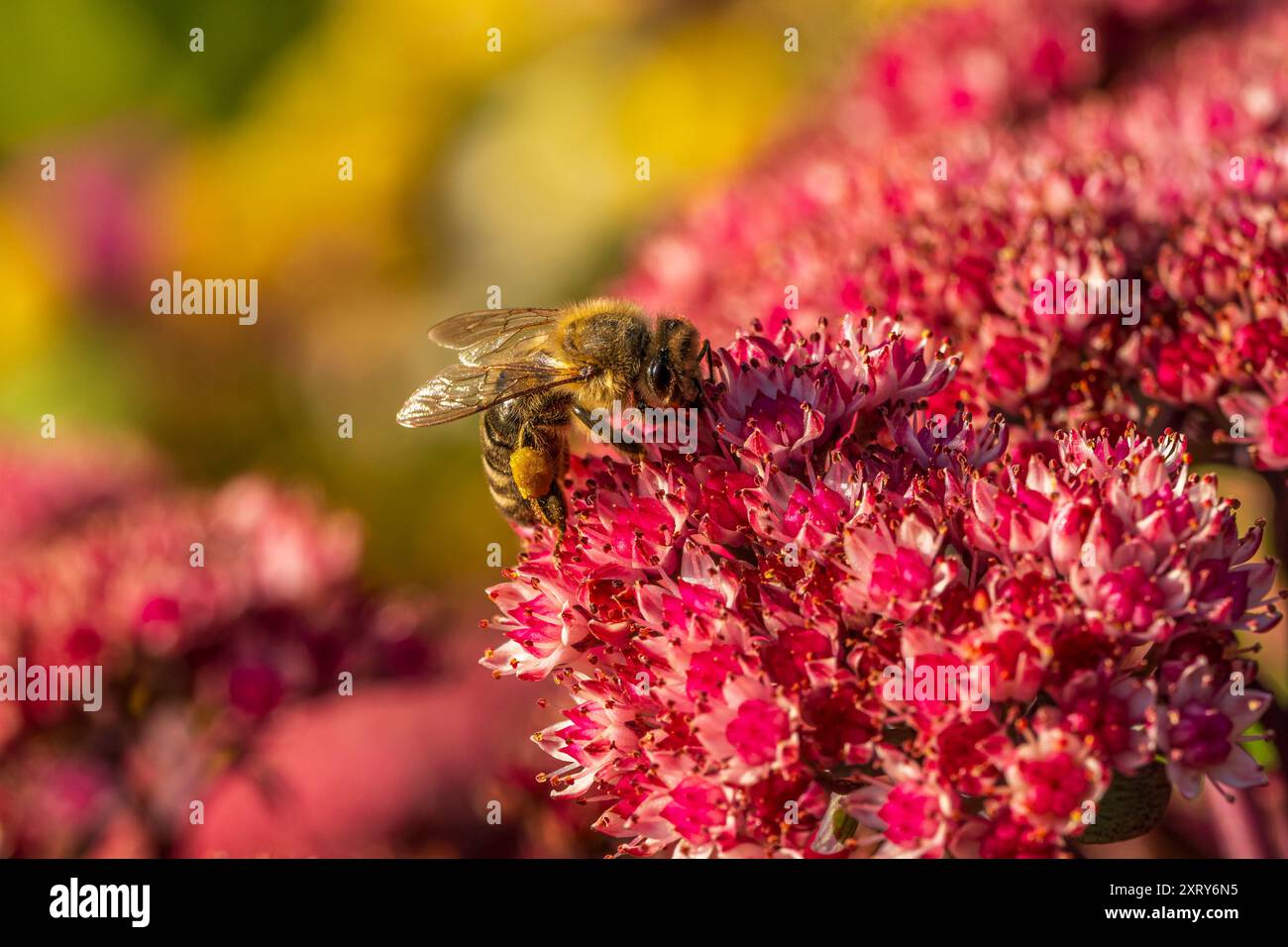 Un'ape del miele che raccoglie polline dai fiori del giardino. Foto Stock
