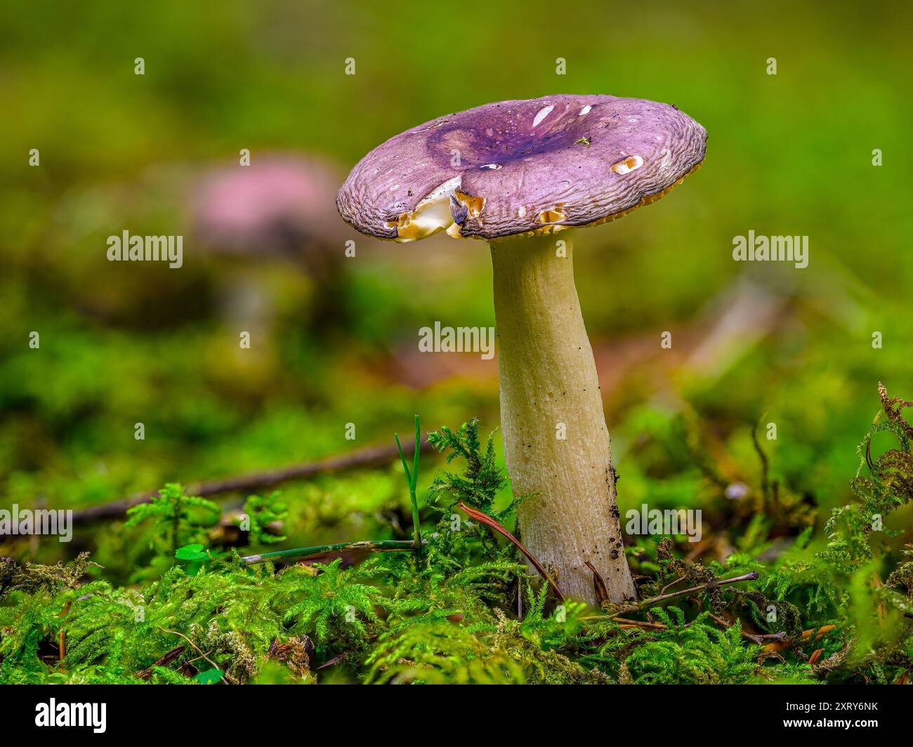 Primo piano di un piccolo fungo che cresce in un letto di muschio. Foto Stock