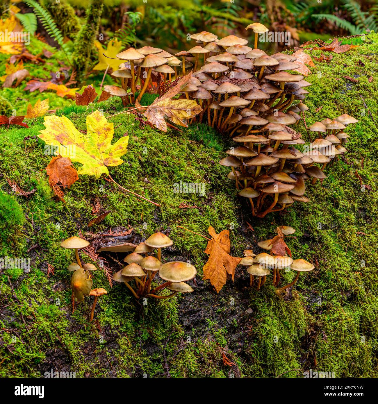 Ammassi di funghi che crescono dalla superficie coperta di muschio di un tronco in decomposizione nella foresta. Foto Stock