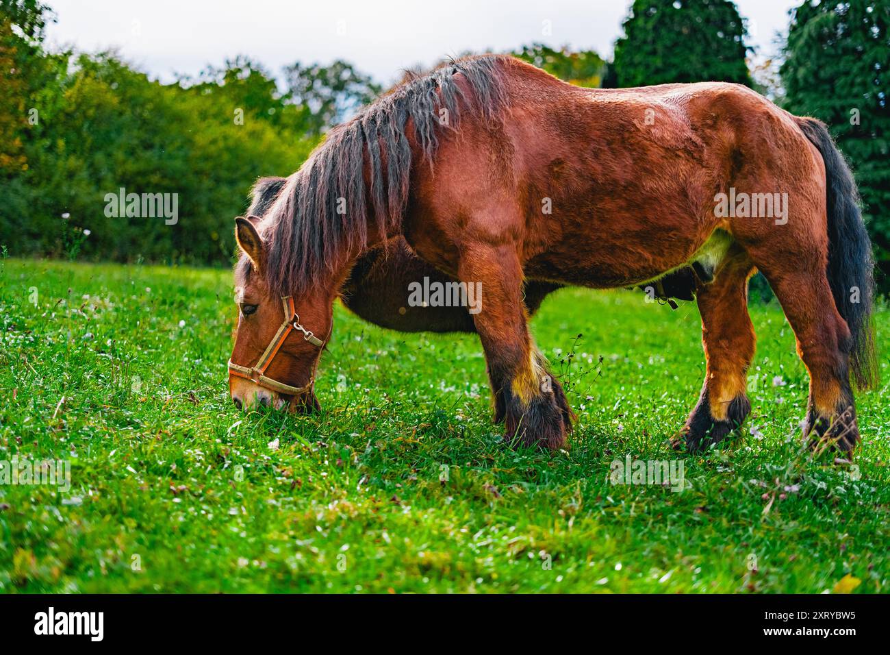 Brown Draft Horse in piedi su un pascolo verde mangiando erba in un luminoso giorno di sole Foto Stock