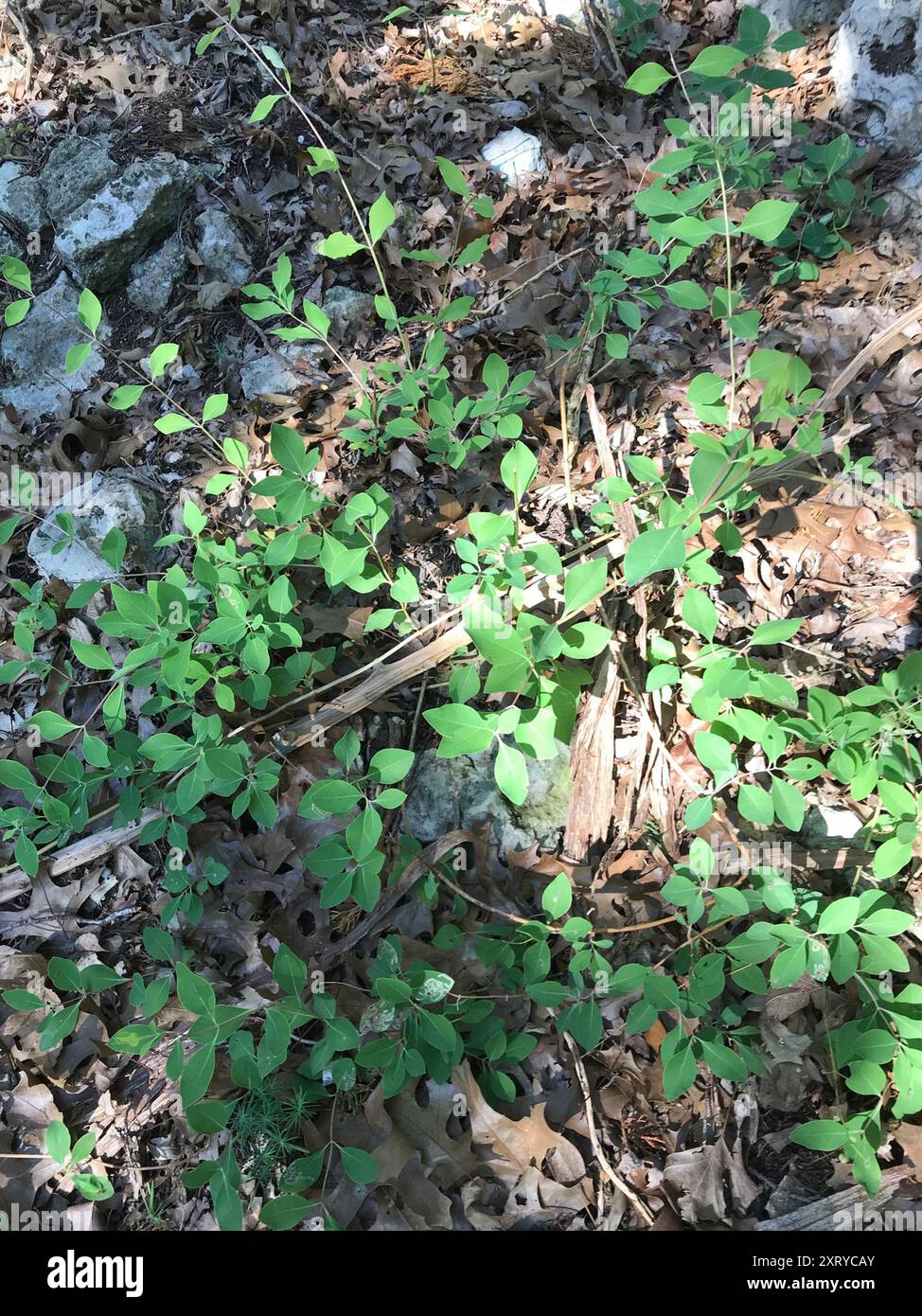 Caprifoglio bianco occidentale (Lonicera albiflora) Plantae Foto Stock