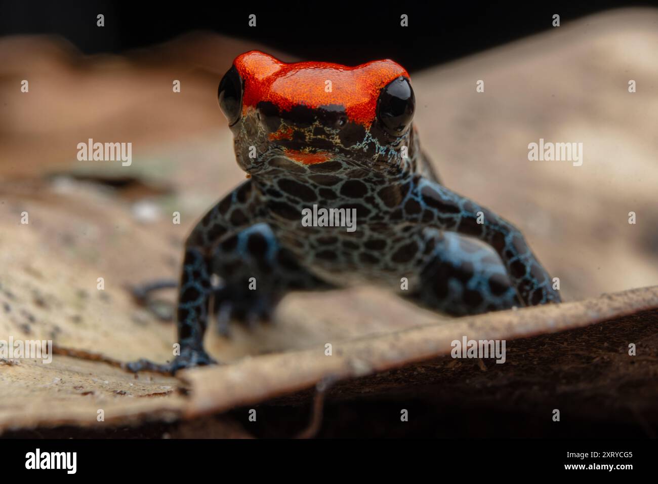 Ranitomeya reticulata, una rana velenosa molto colorata e bella che si trova nelle foreste pluviali della giungla peruviana Foto Stock