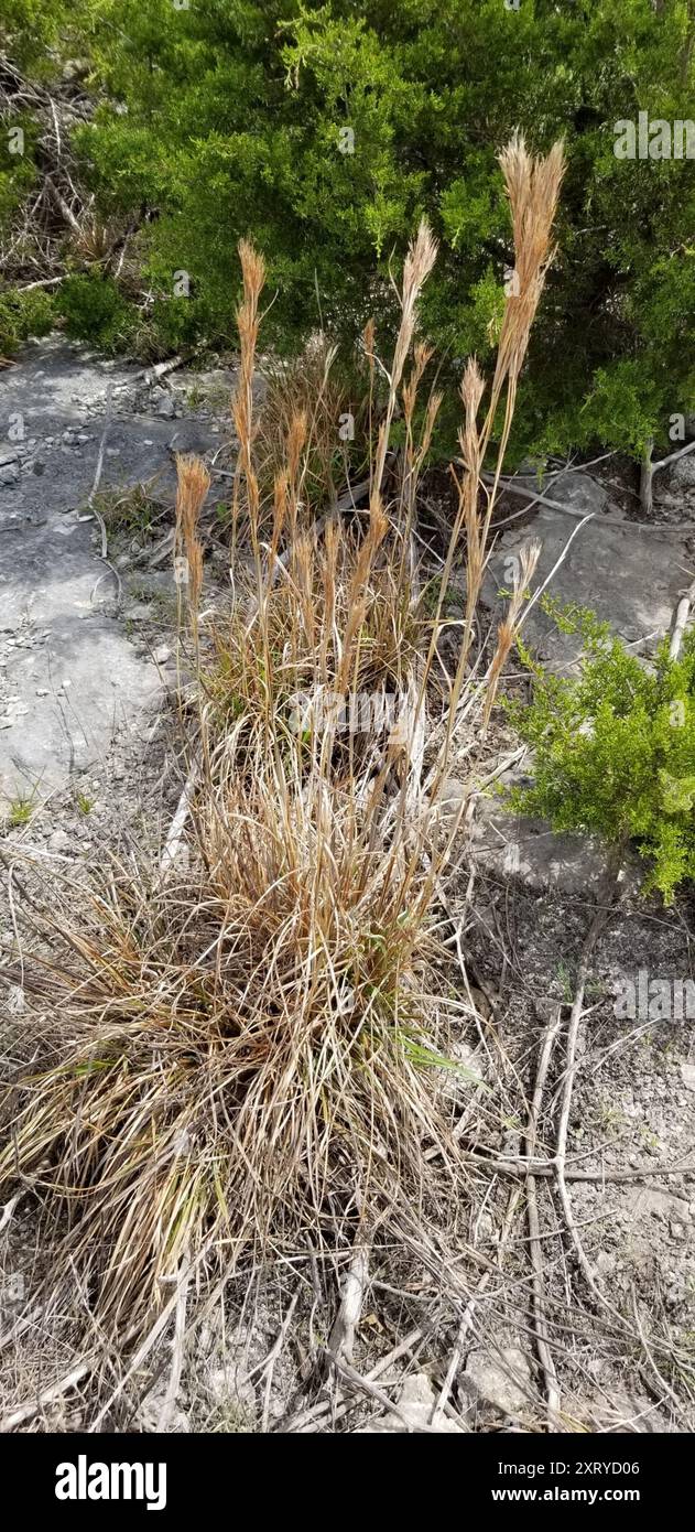 (Andropogon glomeratus) Plantae Foto Stock