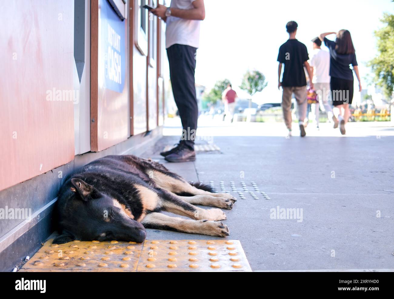 Decisione di eutanizzare i cani da strada in Turchia Foto Stock
