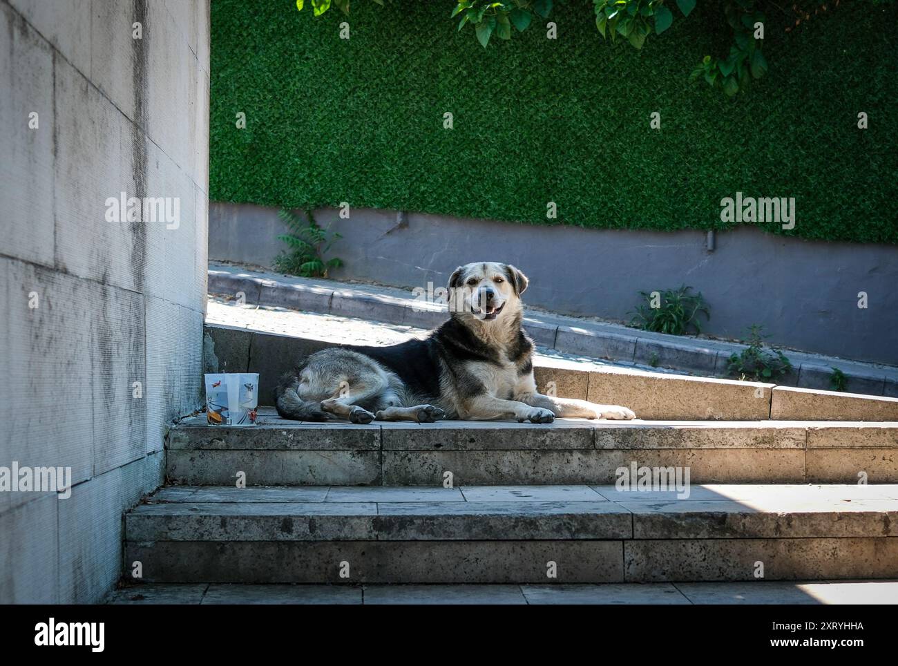 Decisione di eutanizzare i cani da strada in Turchia Foto Stock