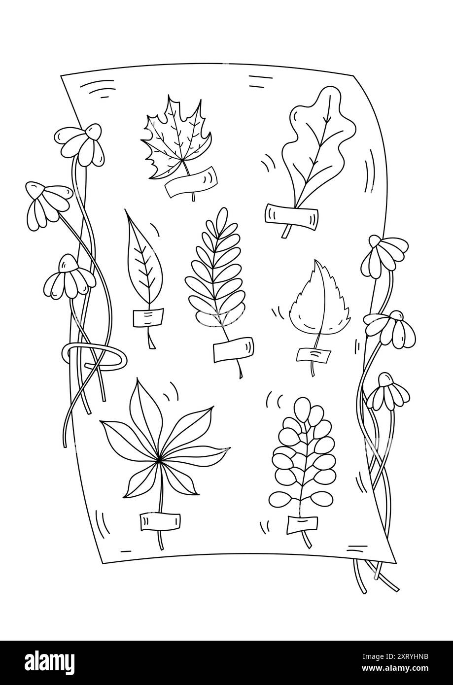 Pagina da colorare per adulti e bambini presenta Un Erbario di foglie autunnali su Un foglio di carta Illustrazione Vettoriale