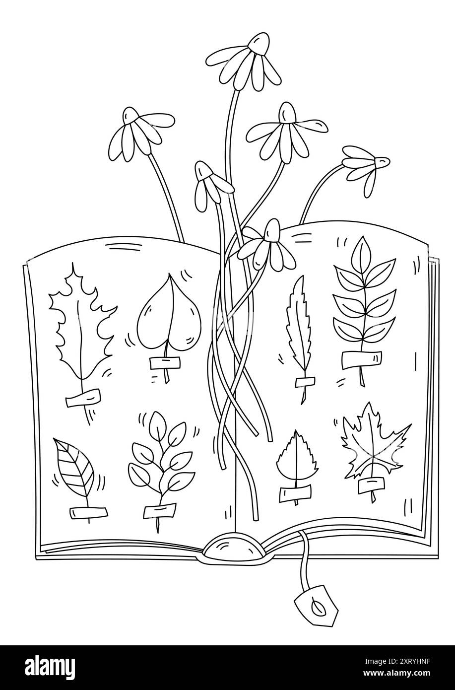 Pagina da colorare per adulti e bambini presenta Un Erbario di foglie autunnali e Camicie in Un libro Illustrazione Vettoriale