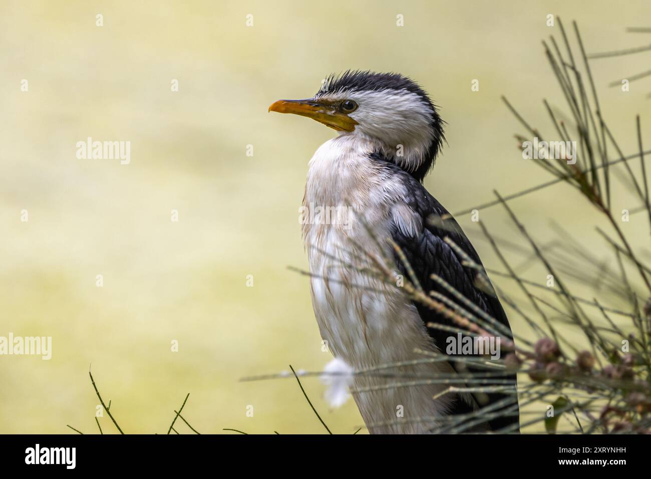 Primo piano di un piccolo Pied Cormorant Foto Stock