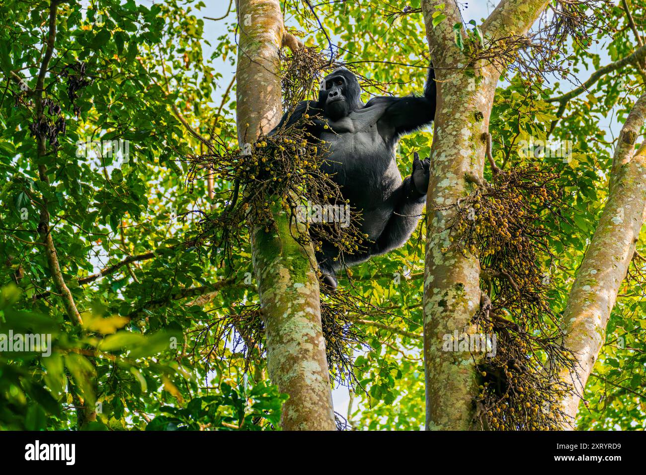 Silverback Mountain Gorilla nell'albero, a Bwindi, Uganda Foto Stock